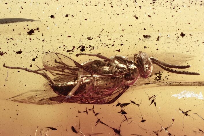 Detailed Fossil Spider Wasp (Pompilidae) In Baltic Amber #352723